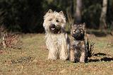 CAIRN TERRIER 338